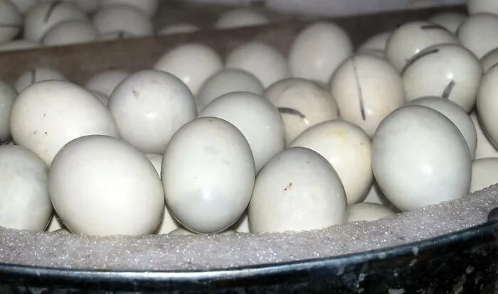 This Viral Thread Has Locals Pointing Out The Worst Foods In Their Country (30 Answers)