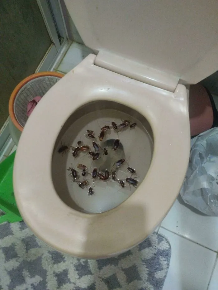 Me quedé un tiempo en casa de mi abuela, abrí el retrete y me encontré con esto