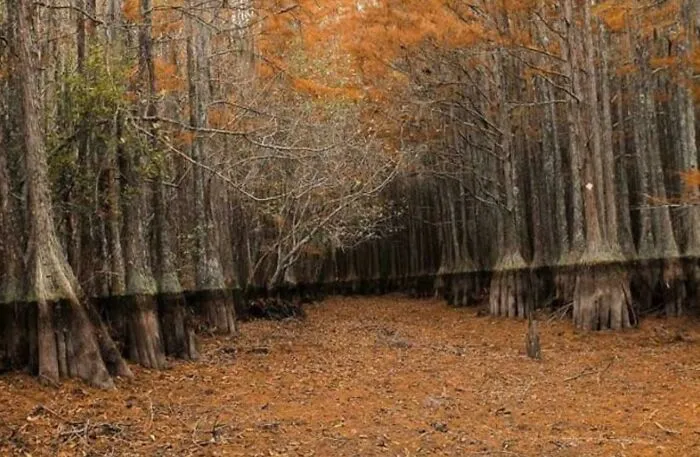 A Drained Swamp. Really Pretty But Kinda Creepy