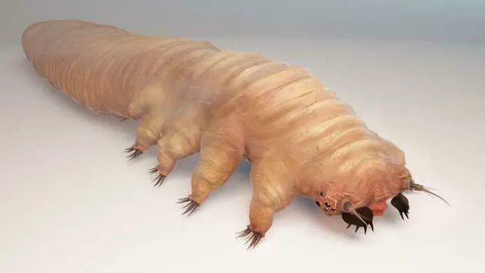 This Is Demodex Folliculorum. Right Now There Are 6 Of These On Each One Of You Eyebrows Hair Follicles