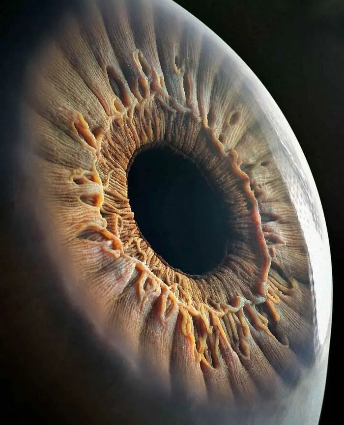 El ojo humano
