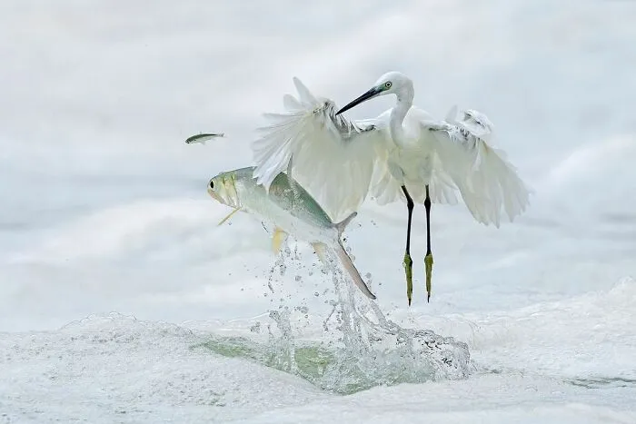 Winged Life Category Winner -"Pass By" By Lin Xiaoping