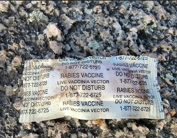 A Rabies Vaccines That Is Airdropped In The Woods For Raccoons To Eat