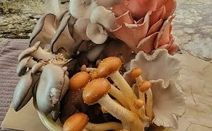 50 Times People Found Something So ‘Mildly Interesting’, They Just Had To Share It In This Group (New Pics)