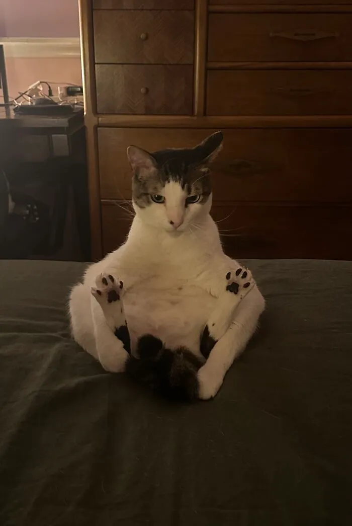  Le gusta sentarse así y morderse los dedos de las patas 