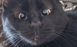 50 Pics From “What’s Wrong With Your Cat” Featuring Kitties Exhibiting The Most Hilarious And Bizarre Behavior (New Pics)