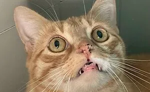 50 Pics From “What’s Wrong With Your Cat” Featuring Kitties Exhibiting The Most Hilarious And Bizarre Behavior (New Pics)