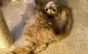 50 Pics From “What’s Wrong With Your Cat” Featuring Kitties Exhibiting The Most Hilarious And Bizarre Behavior (New Pics)