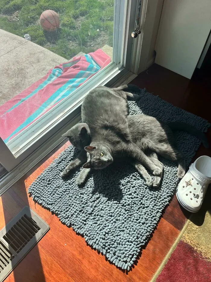 I Guess Laying Beside Your Sister In The Sun Was Just Not An Option