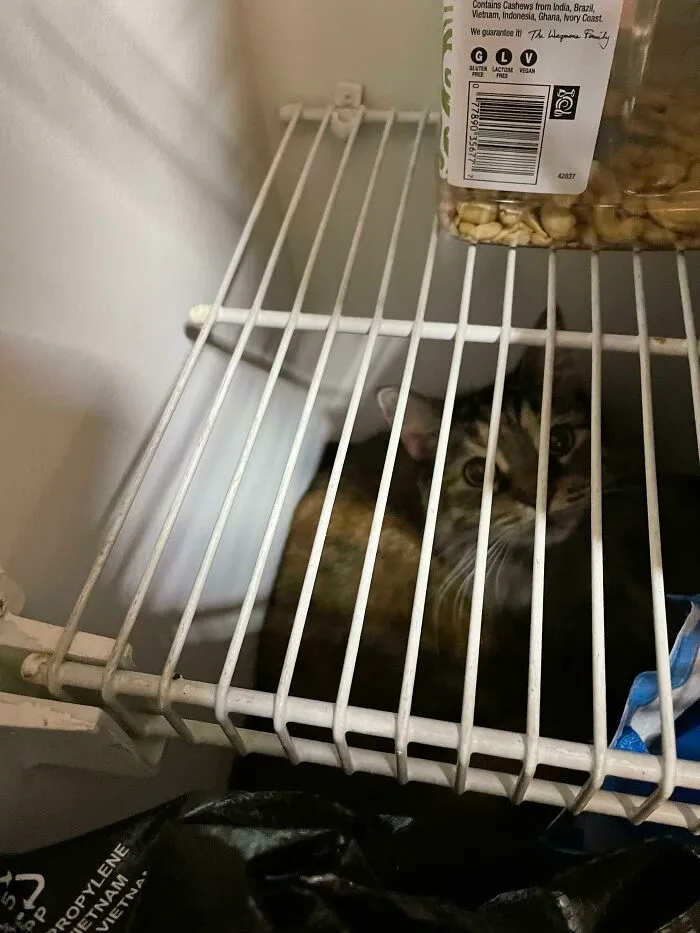 I Left The Pantry Open For One Minute