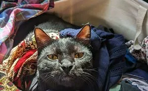 50 Pics From “What’s Wrong With Your Cat” Featuring Kitties Exhibiting The Most Hilarious And Bizarre Behavior (New Pics)
