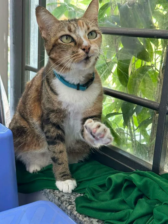  El gato que se niega cortésmente a que lo acaricien 