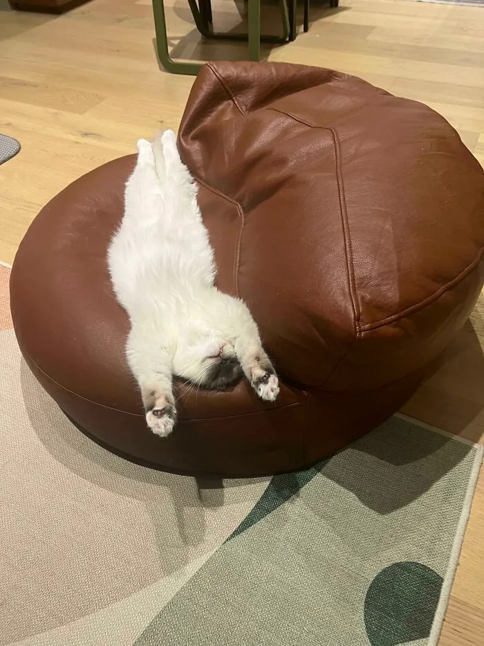 My Cat’s Favourite Sleeping Arrangement: Belly Side Up And On The Bean Bag