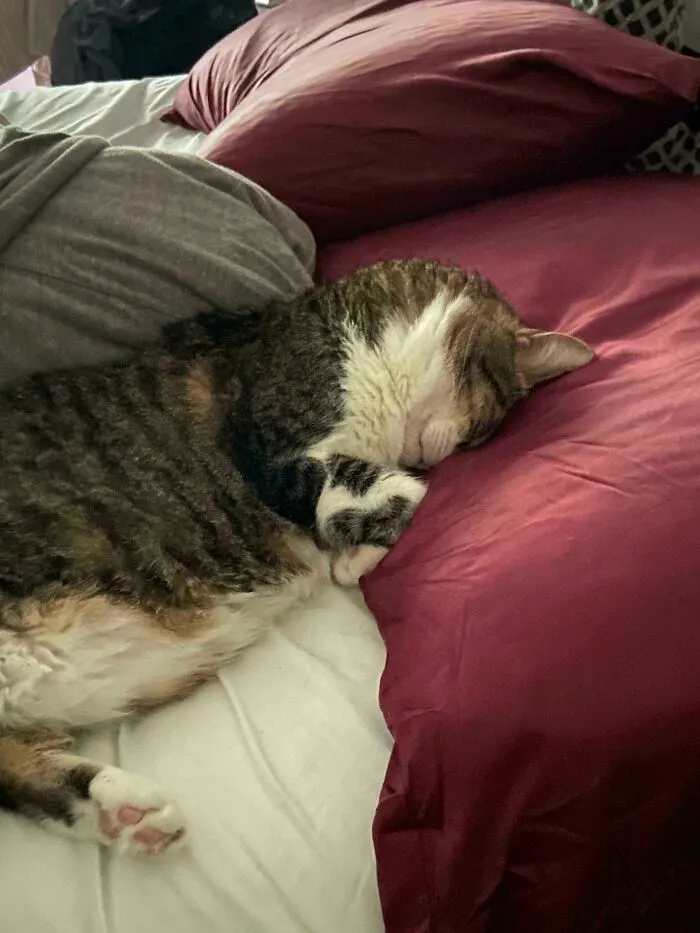How He Slept On My Expensive Silk Pillow Case Today