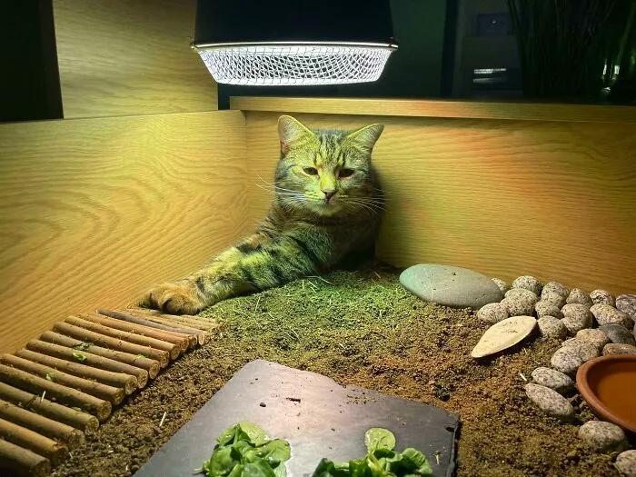 Insisting On Being A Tortoise (With The Real One Sleeping Inside