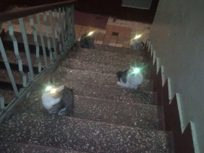 When You Try To Sneak Downstairs For A Warm Glass Of Milk But You Hit A Squeaky Floorboard And Awaken The Sentinels