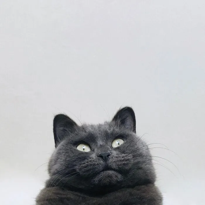 Come Up With The Name For The Photo