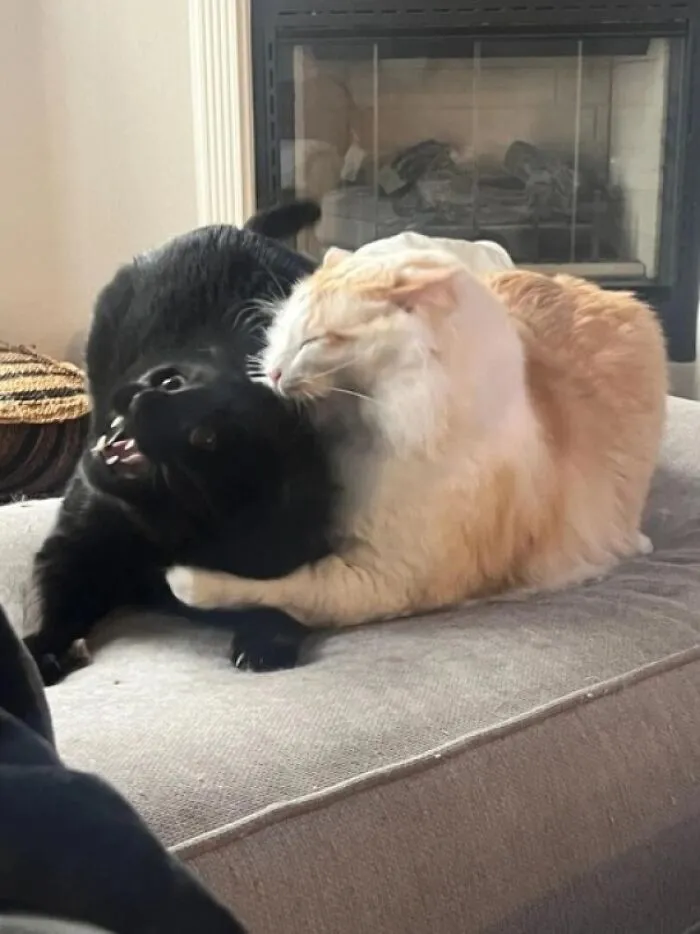 Un gato zombie comiendo el cerebro de su víctima 