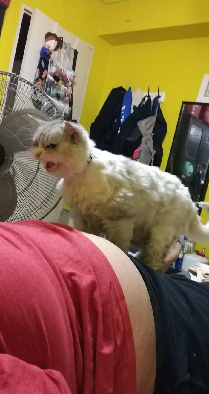 The Cat Climbed On Top Of My Husband Just To Yell At Him