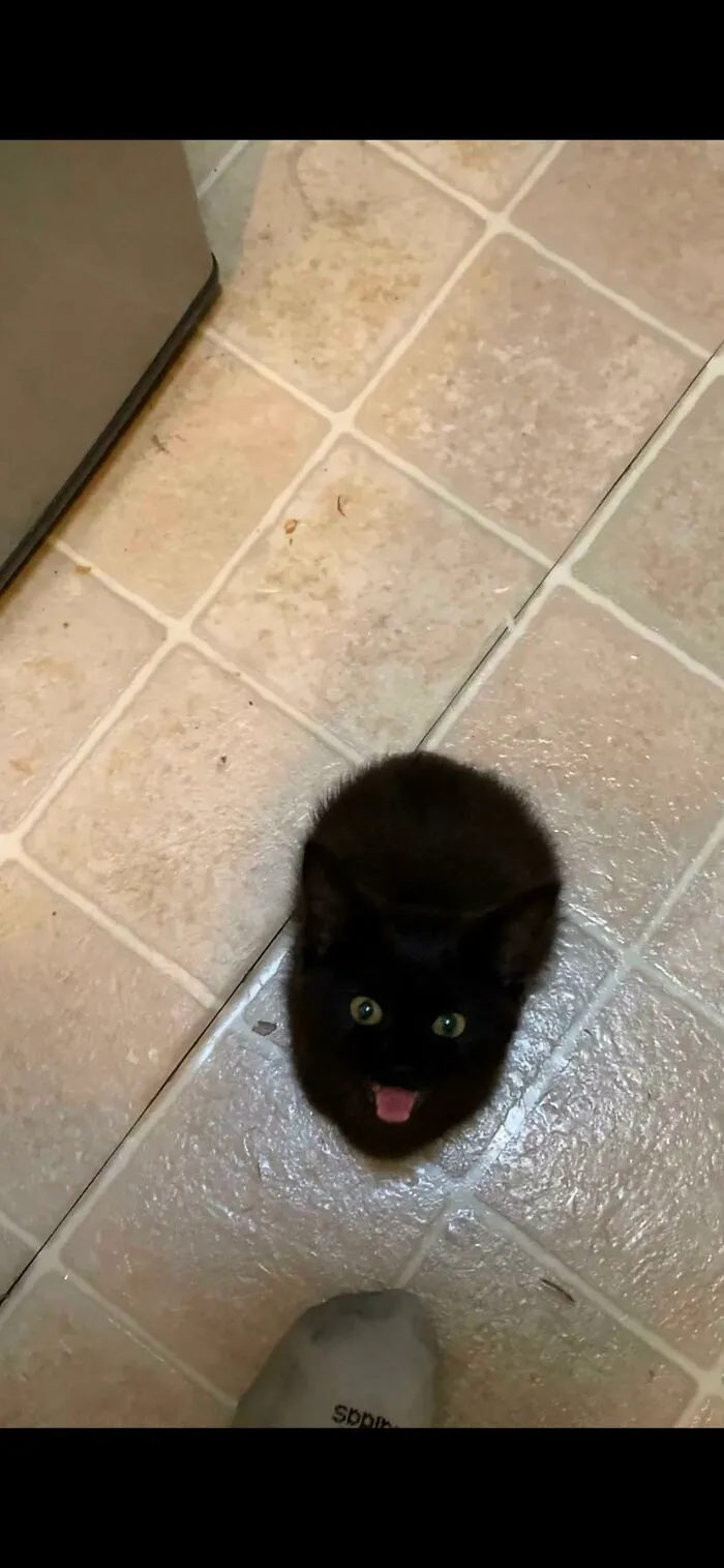 Little Yelling Black Ball