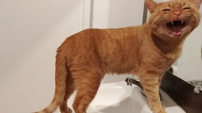 Estaba en el café de gatos y tuve que ir al baño, así que recibí gritos por ello