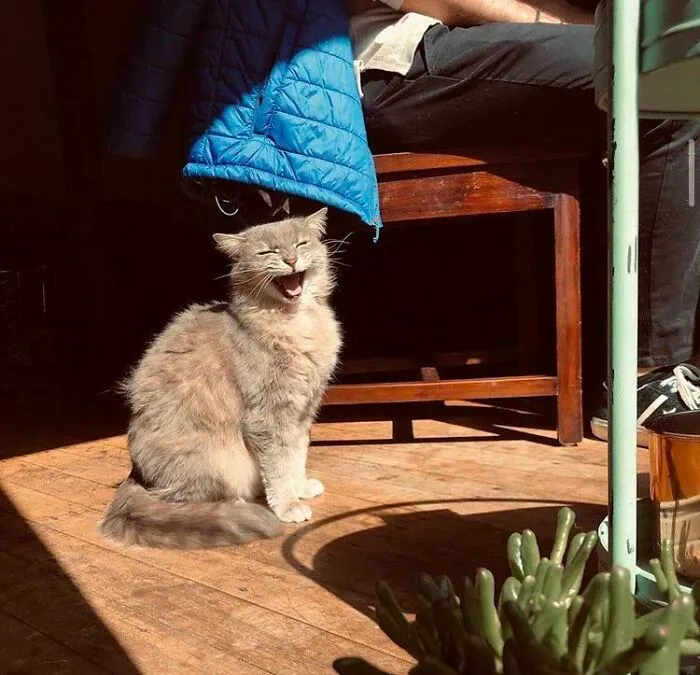 Grita de alegría porque ha salido el sol y quiere que lo veamos