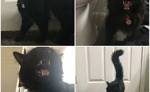 These 45 Cats Had A Lot To Meow About, And Their Owners Caught Them Doing Just That