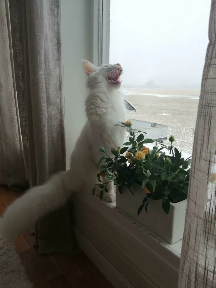 This Is My Baby Boy Haru, Currently Screaming At The Snow