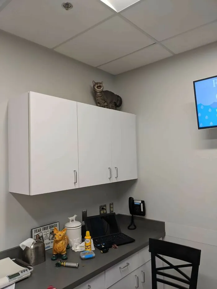 Le llevé al veterinario y esta es su opinión al respecto