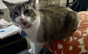 These 45 Cats Had A Lot To Meow About, And Their Owners Caught Them Doing Just That