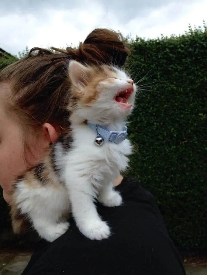 She Screams