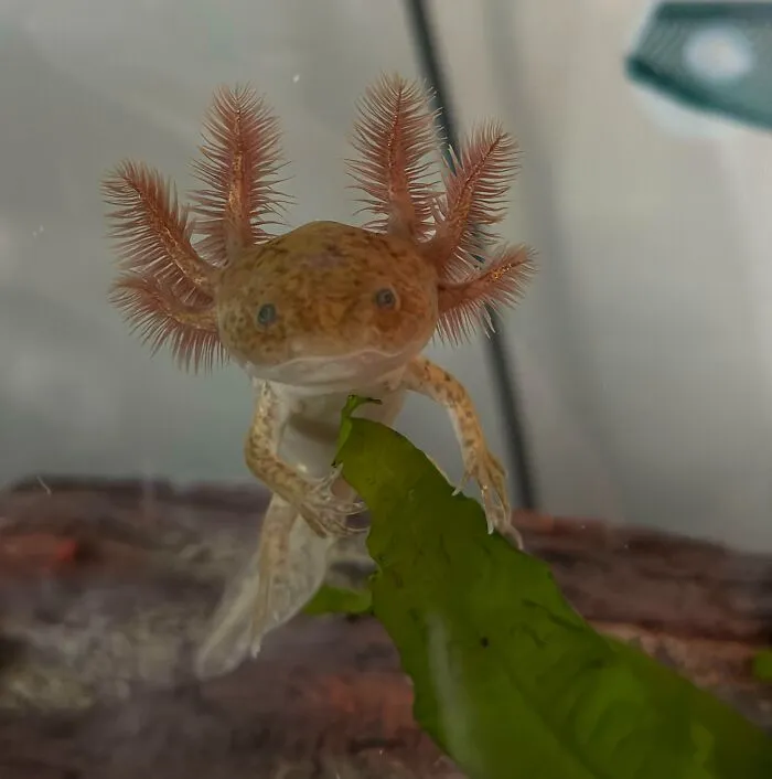 Just Wanted To Share My Little Guy! Meet Drama