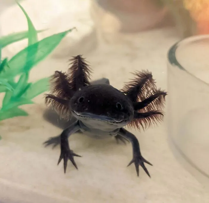 Those Gills Tho