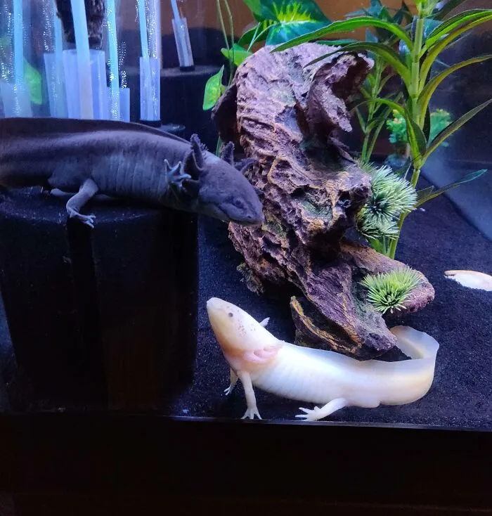 Just Two Bffs