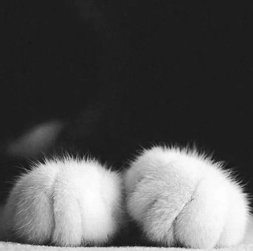 Las 35 mejores imágenes de animales compartidas por esta página de Instagram