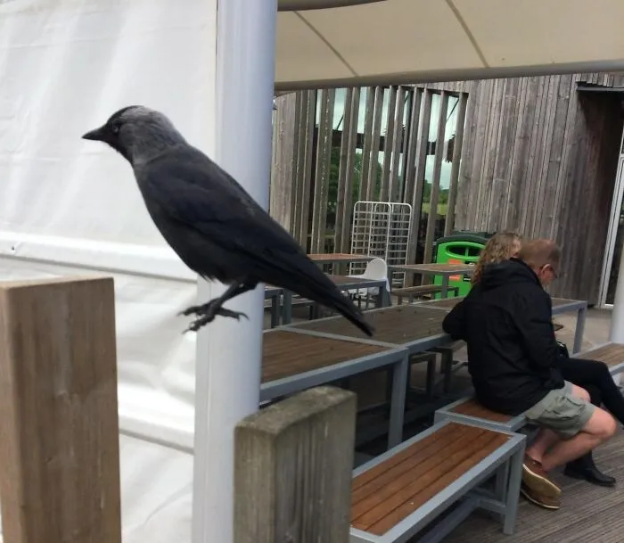 Crow standing on fence
