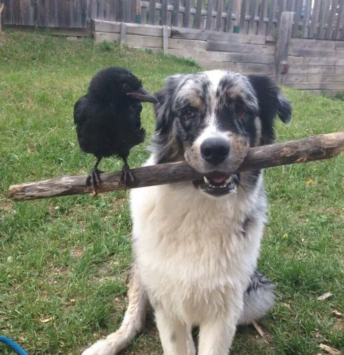Australian Shepherd And Pet Crow