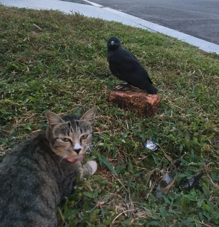 I Found My Cat With This Crow