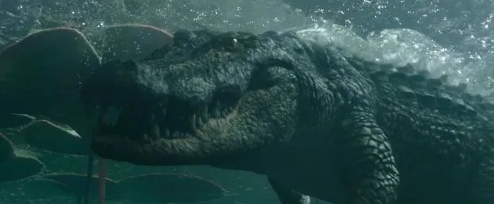 Aligator swimming in the water 