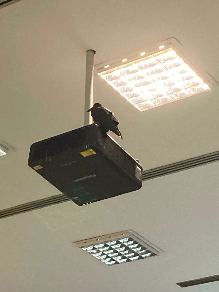 Black crow standing on projector
