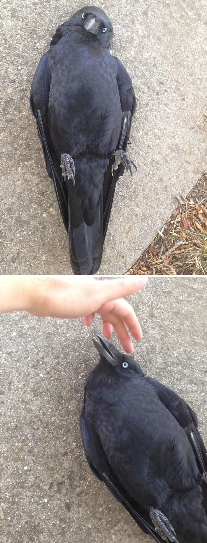 Crows In Australia That Sleep On Their Backs