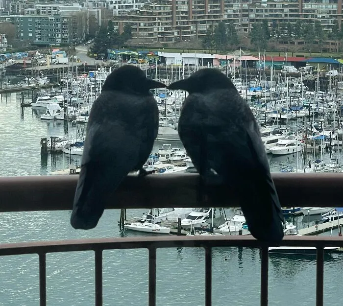 These 2 Stop By Every Morning