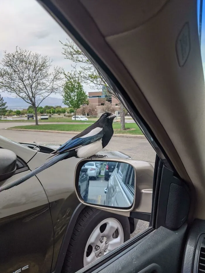 I Made Friends With A Magpie At Work And It Recognizes My Car