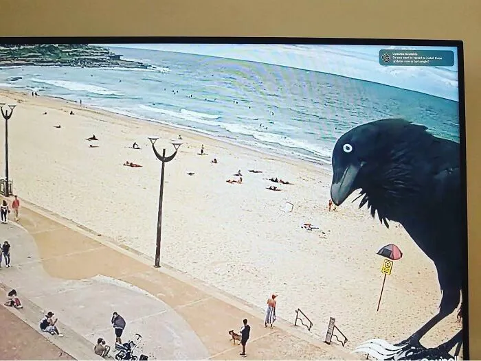 Curious Crow Bro On The Surfcam At Coogee Beach, Australia