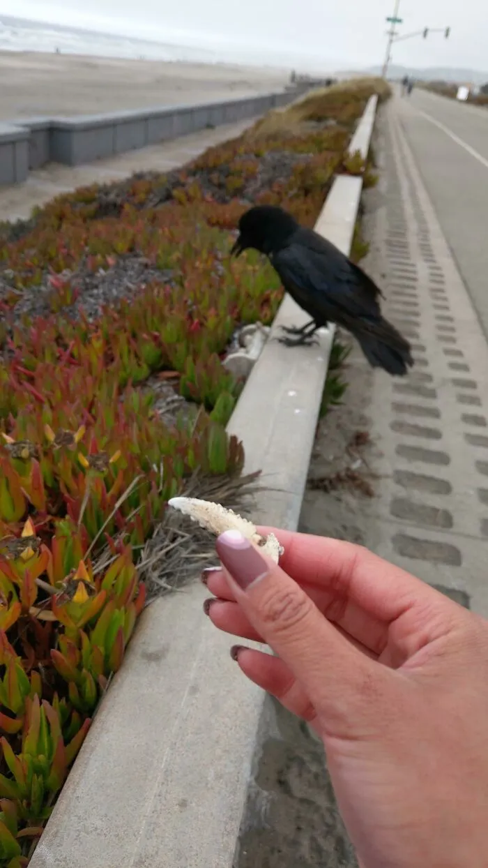 Raven Bro Gifted Me A Crab Claw