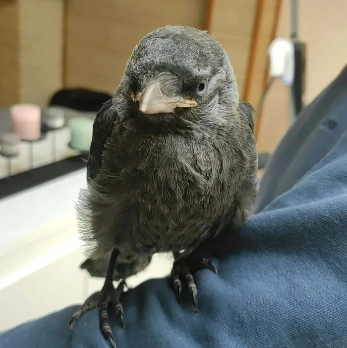 Black crow looking