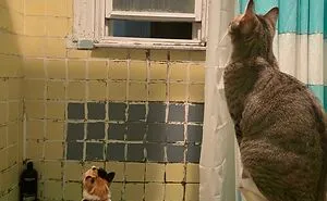 50 Times Pets Unintentionally Sent Their Owners Into Panic Mode (New Pics)