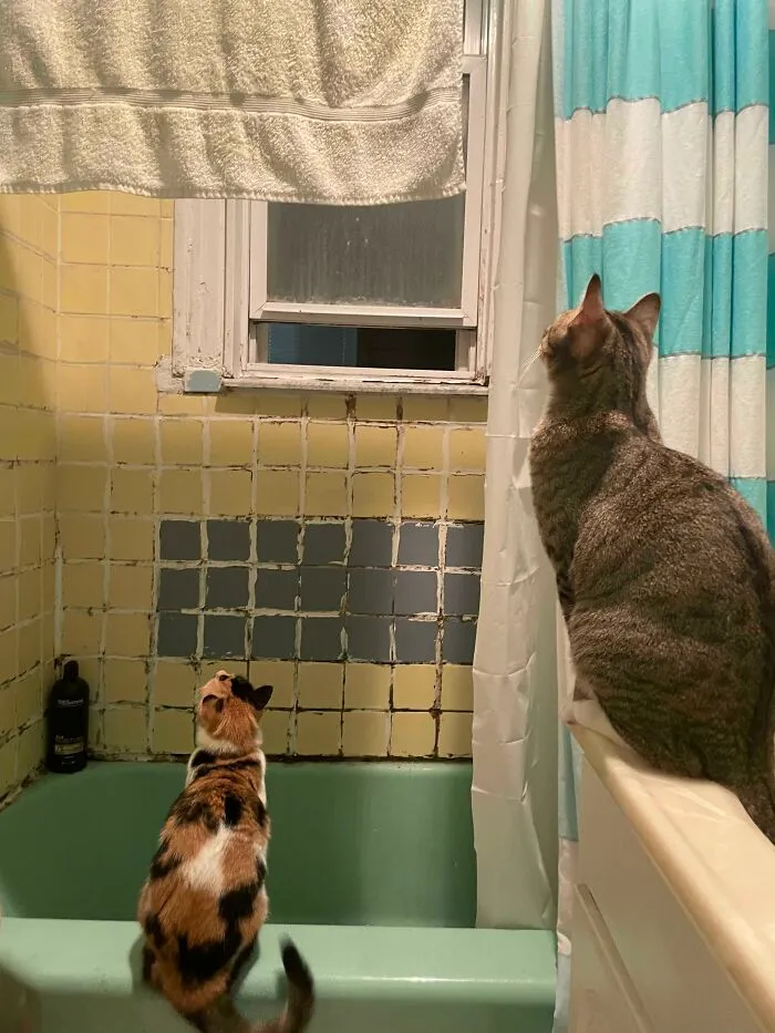 Just Trying To Take A Peaceful Pee. But Now I’m Terrified