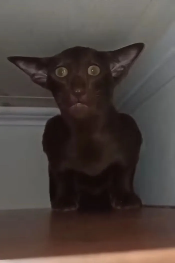 My Cat Matt