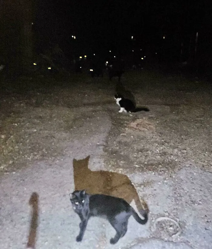 Those Are All Cat Eyes